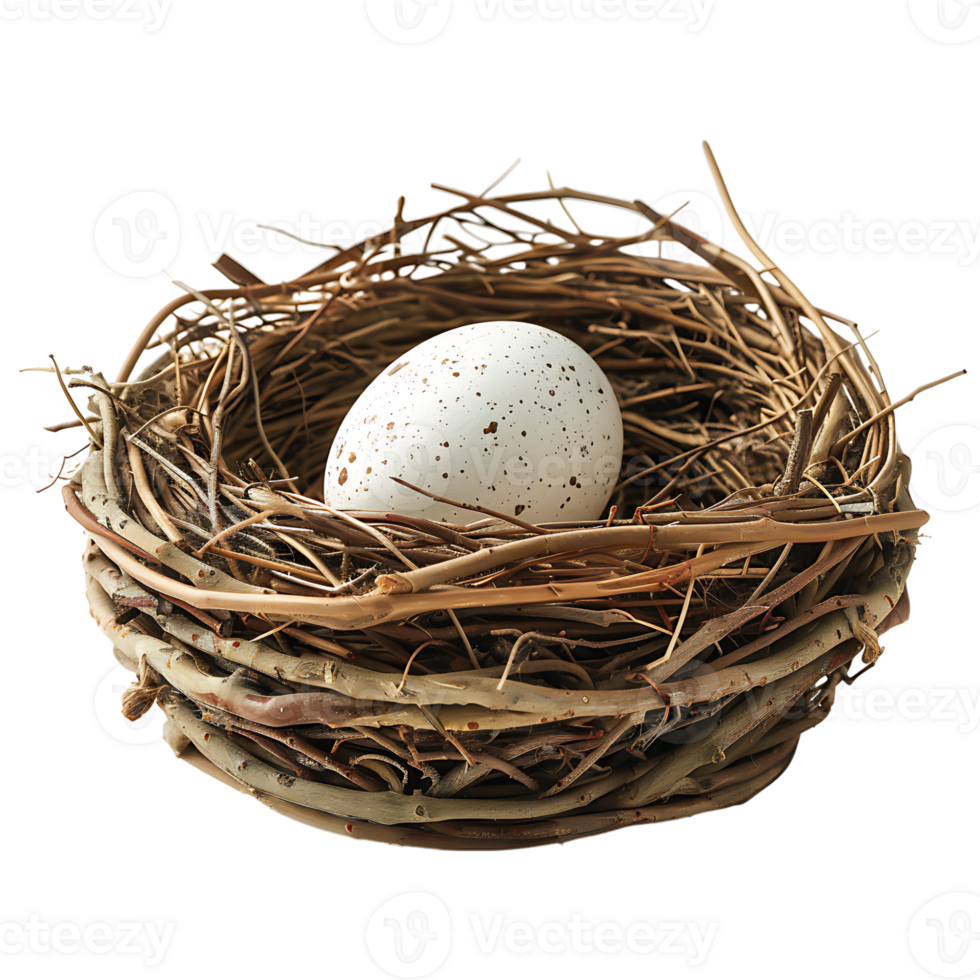 Bird nest with an egg on isolated transparent background png