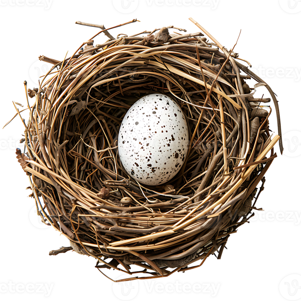 Bird nest with an egg on isolated transparent background png