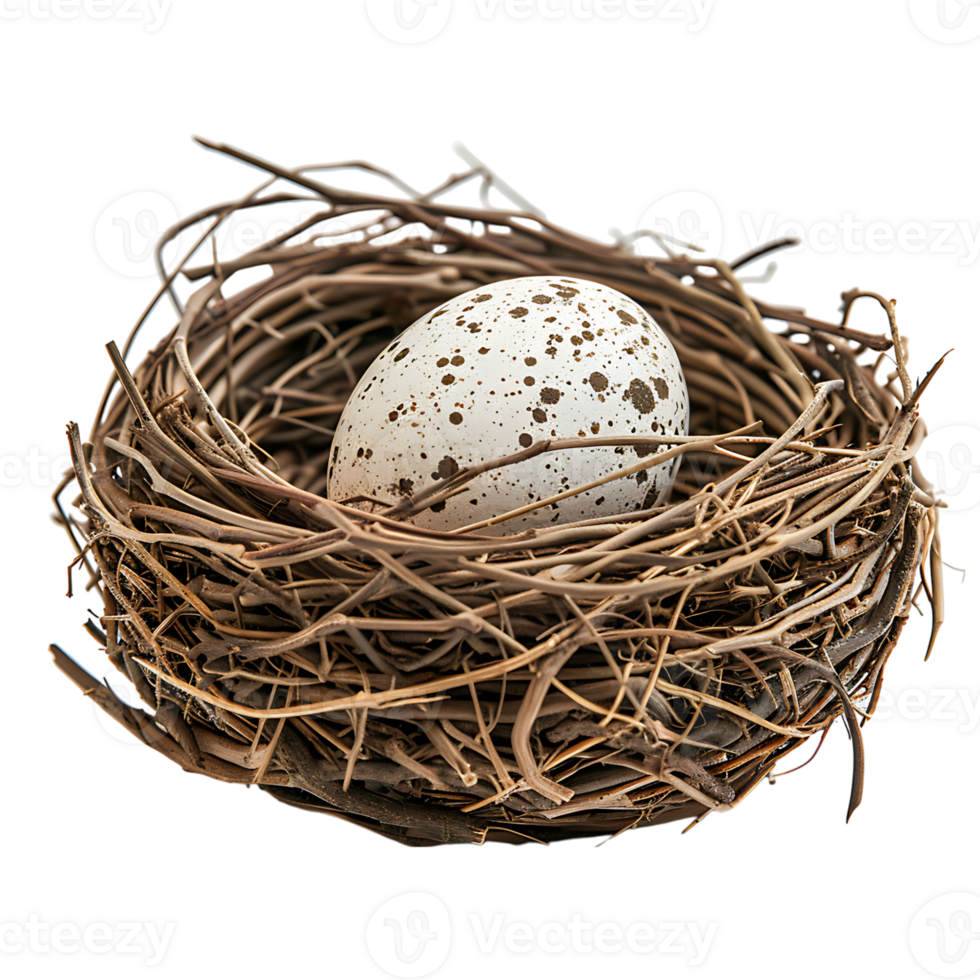 Bird nest with an egg on isolated transparent background png