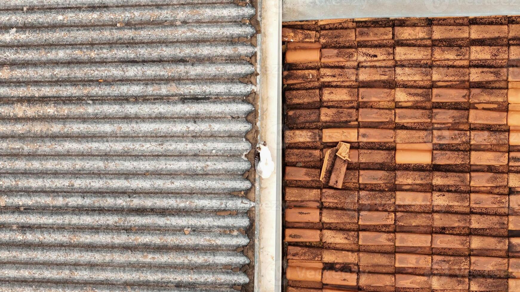 cat on house roof photo