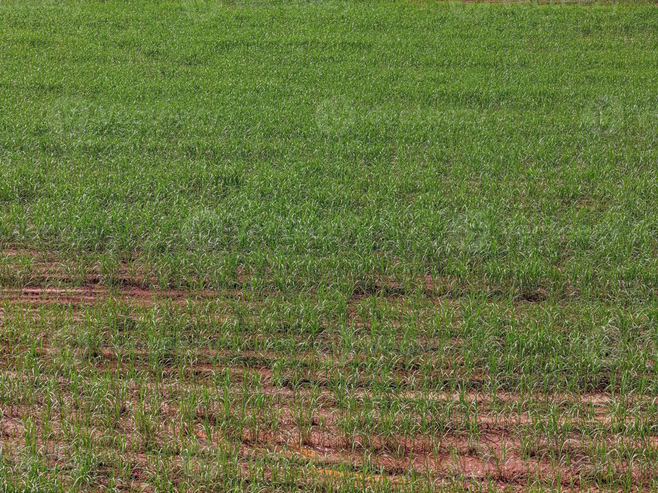 field sugar cane cultivation photo