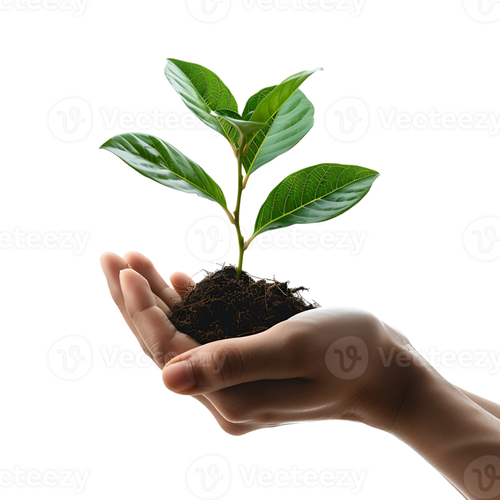 Hands holding plant side view on isolated transparent background png
