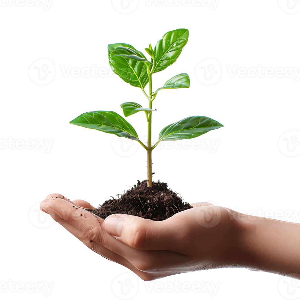 Hands holding plant side view on isolated transparent background png