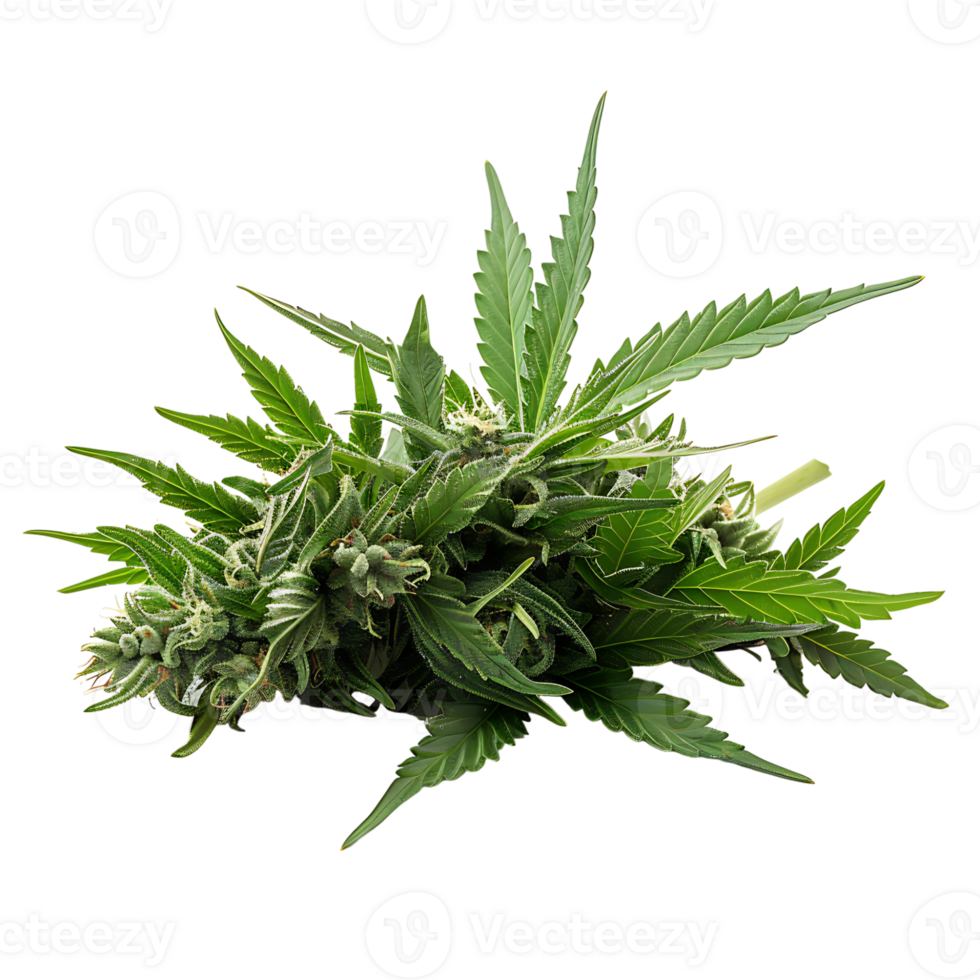Cannabis on isolated transparent background png