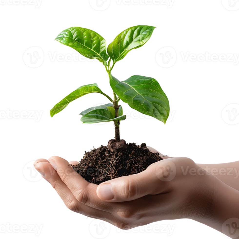 Hands holding plant side view on isolated transparent background png