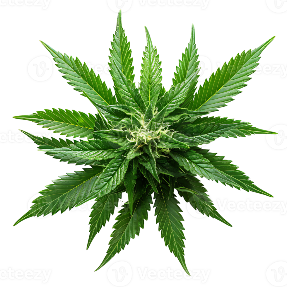 Cannabis on isolated transparent background png