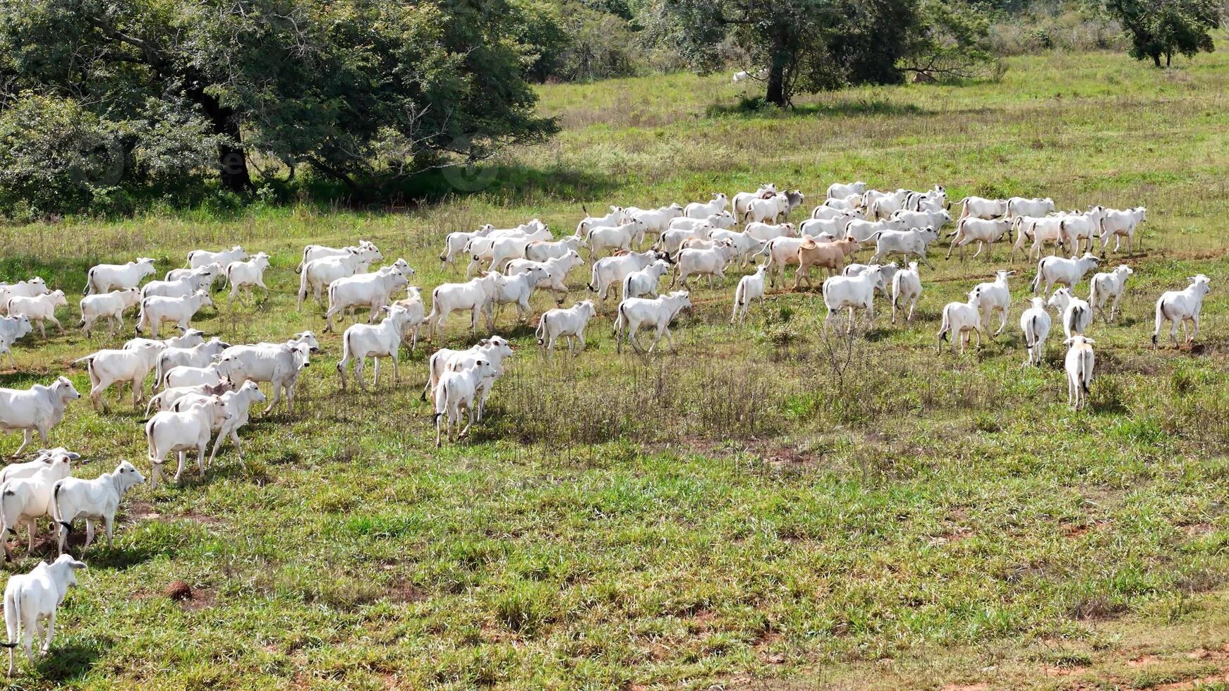 field pasture area with white cows grazing photo