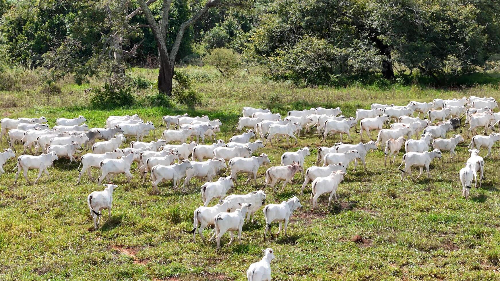 campo pasto zona con blanco vacas pasto foto