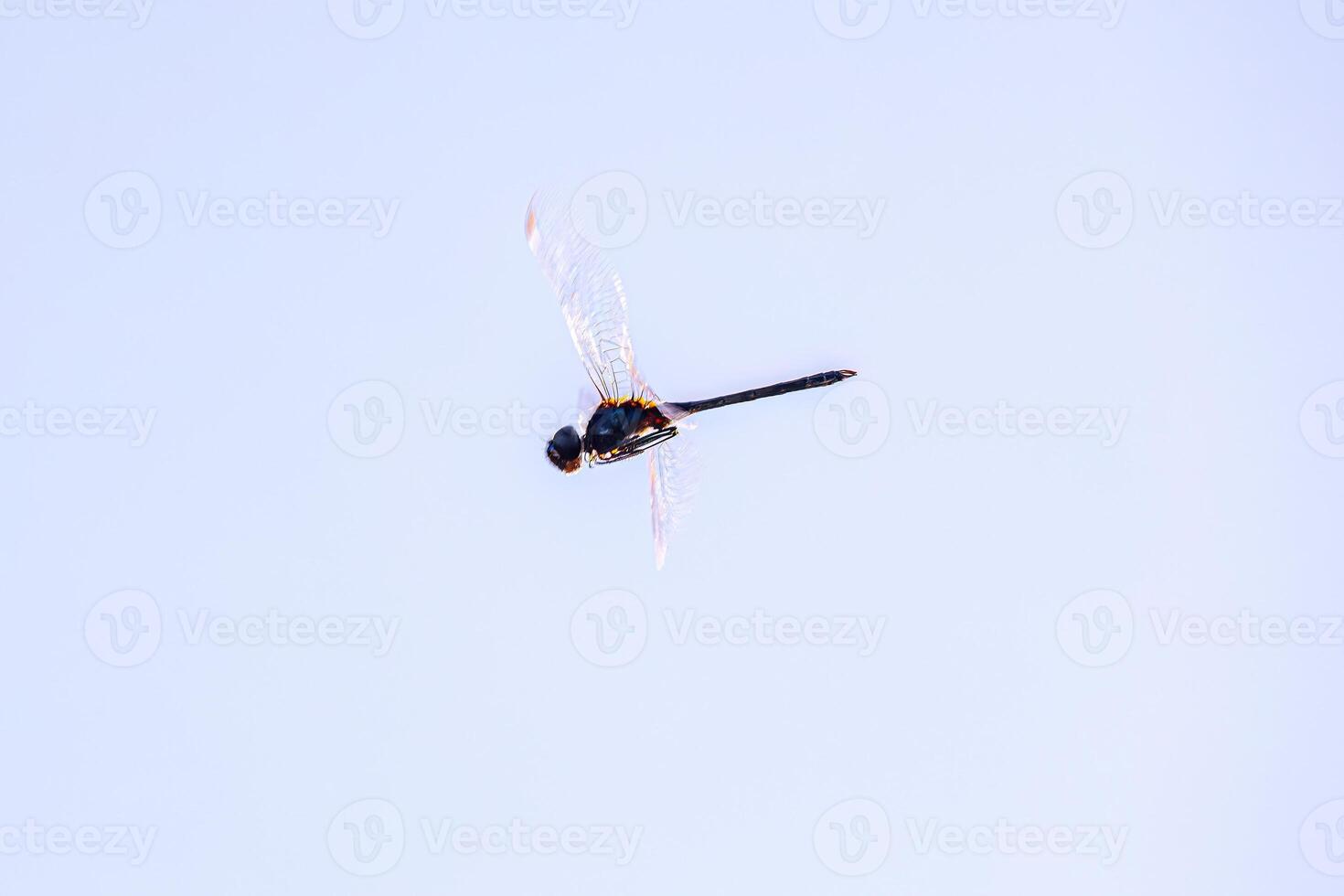 Adult Metallic Pennant Dragonfly Insect photo