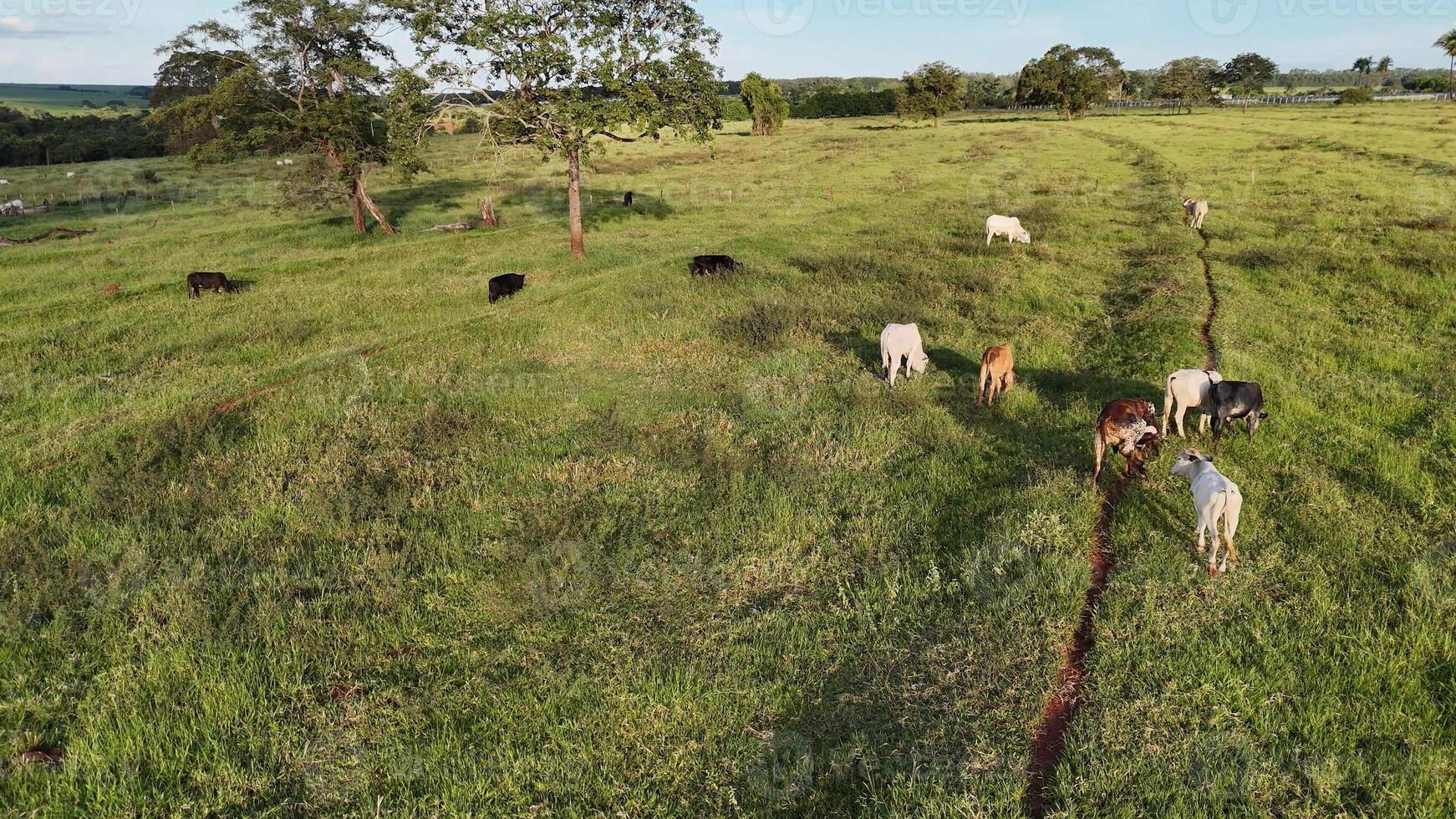 vacas vacas pasto en un campo en el tarde tarde foto