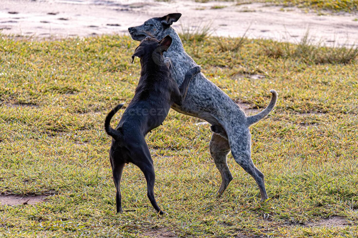 Dogs animals playing in the field photo
