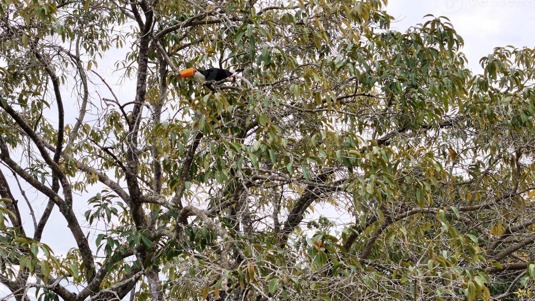 adult toco toucans photo