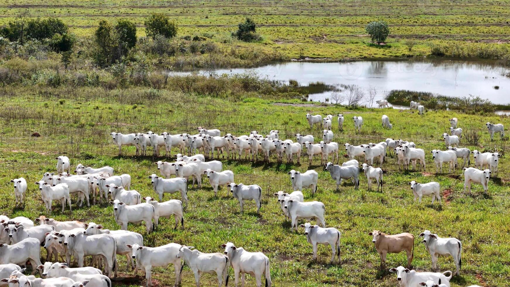 field pasture area with white cows grazing photo