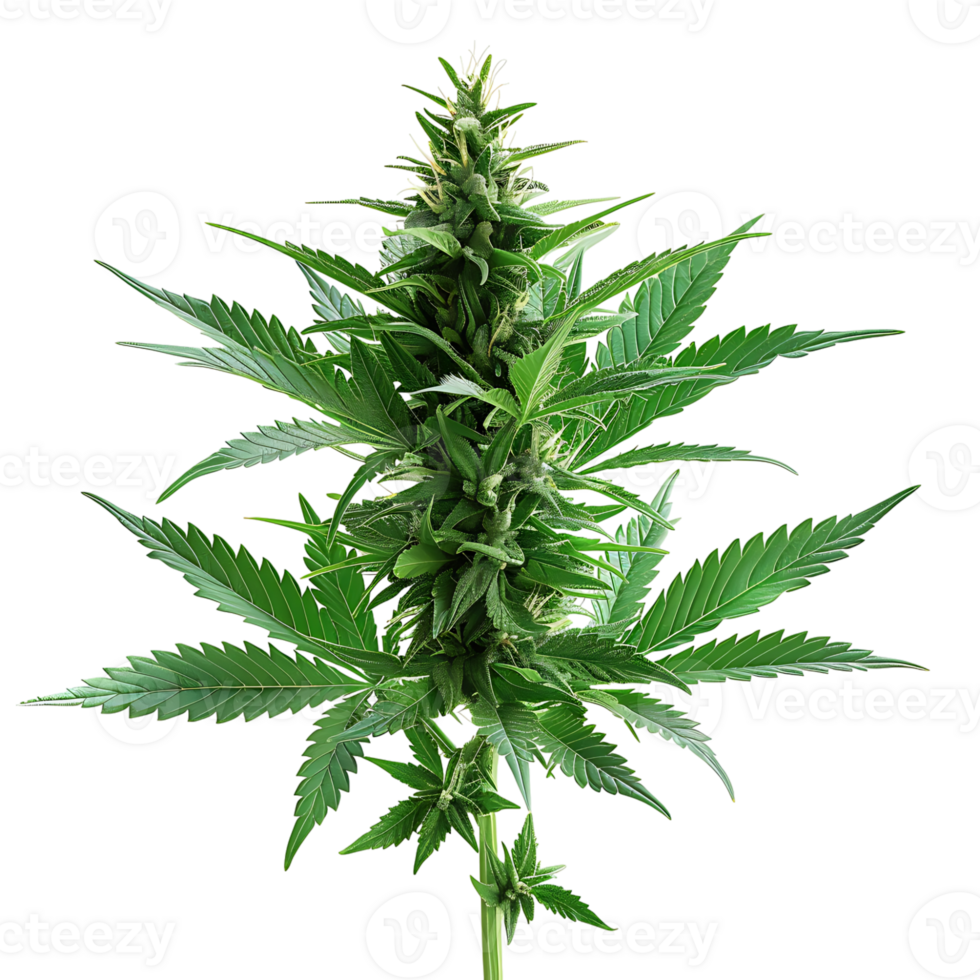 Cannabis on isolated transparent background png