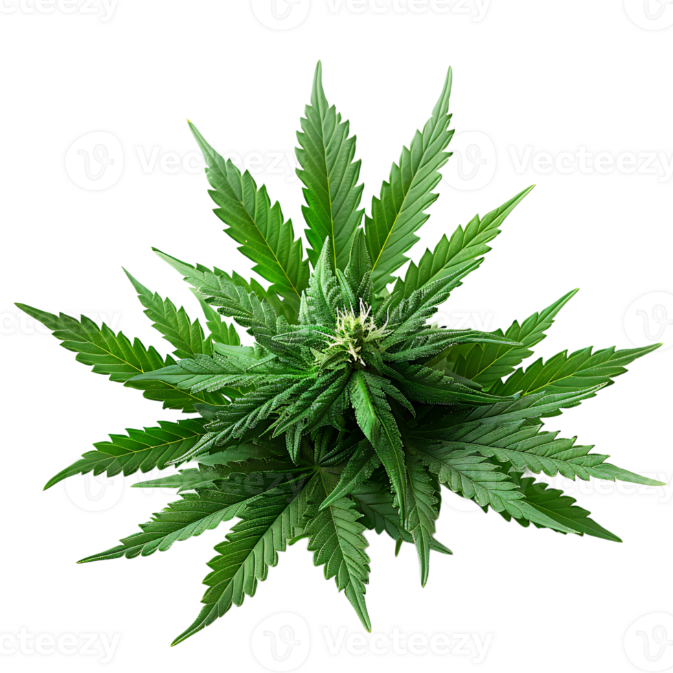 Cannabis on isolated transparent background png