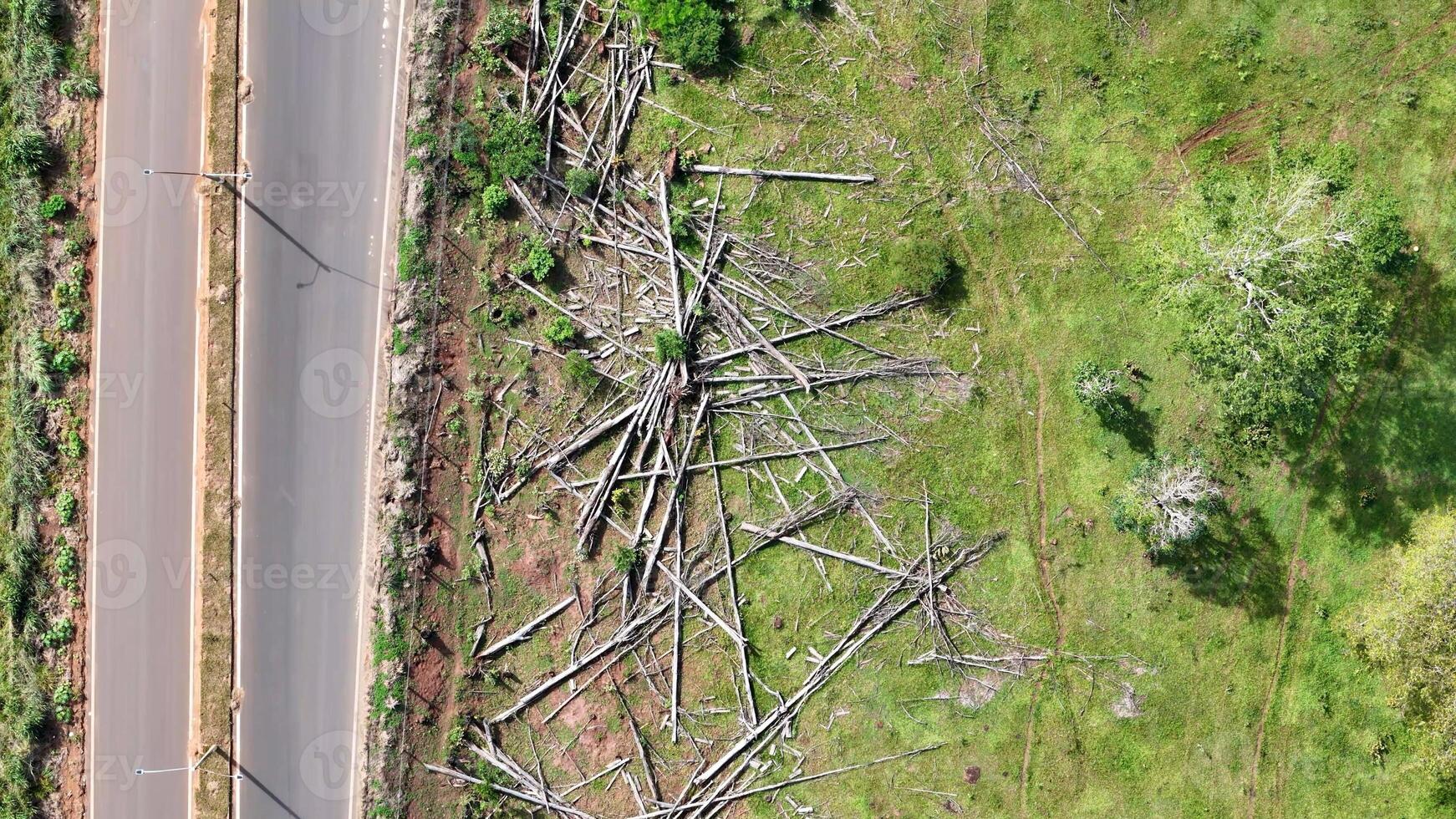 eucalyptus trunks and felled trees photo