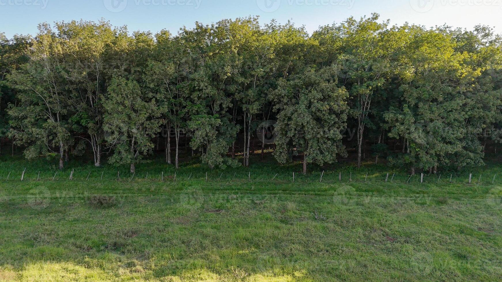 rubber tree forest for latex extraction photo
