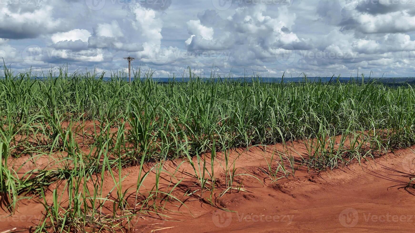 field sugar cane cultivation photo
