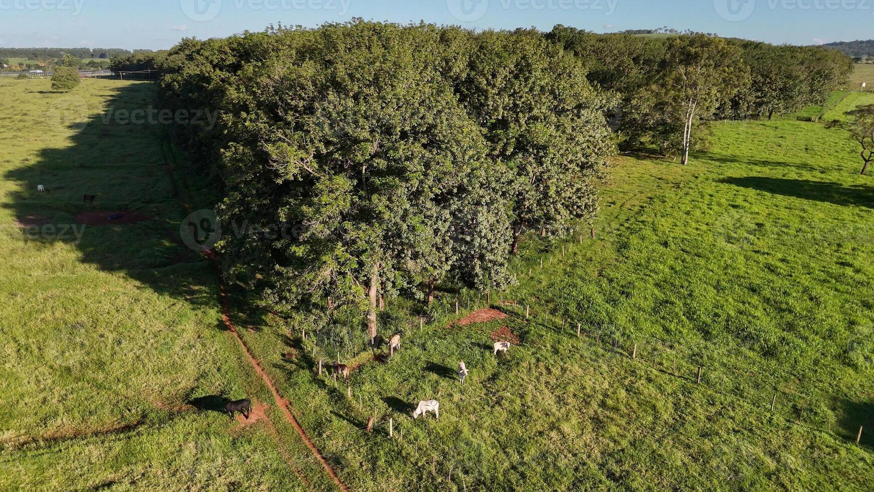 rubber tree forest for latex extraction photo