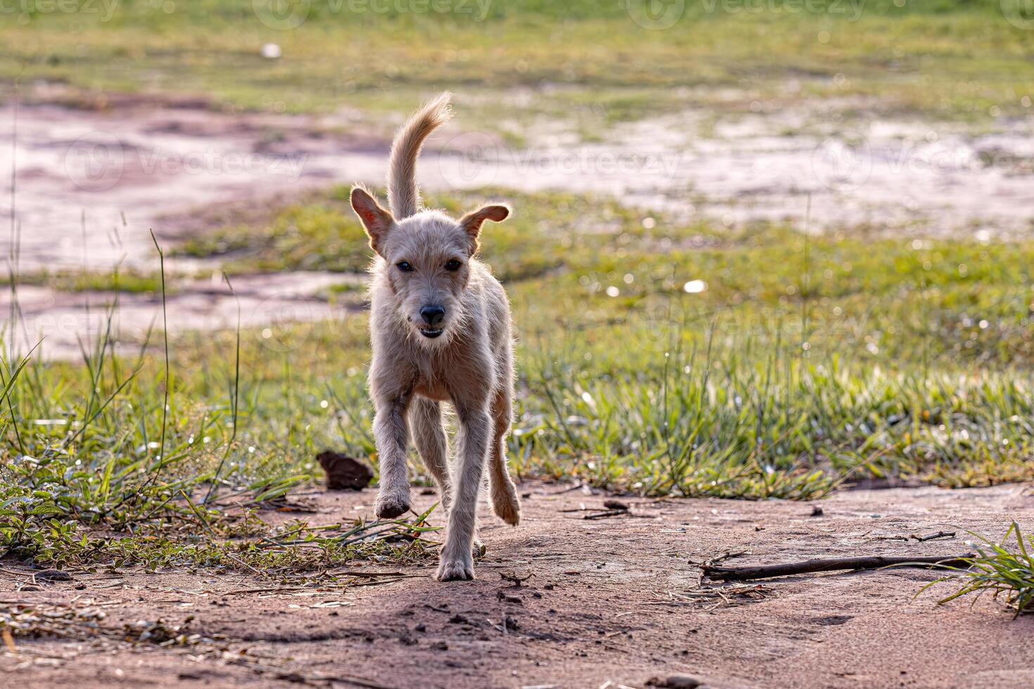 perro animal jugando en el campo foto