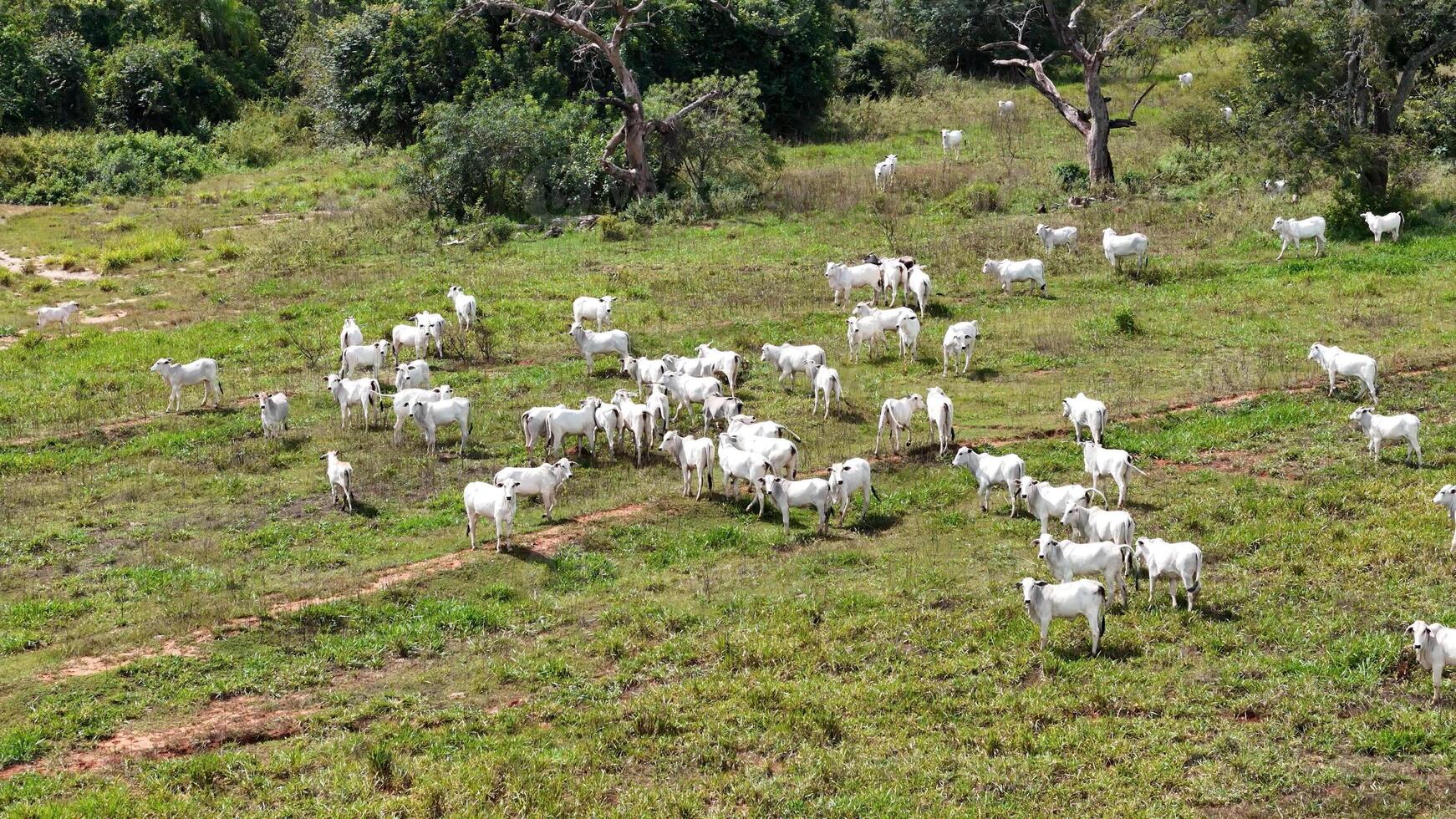 campo pasto zona con blanco vacas pasto foto