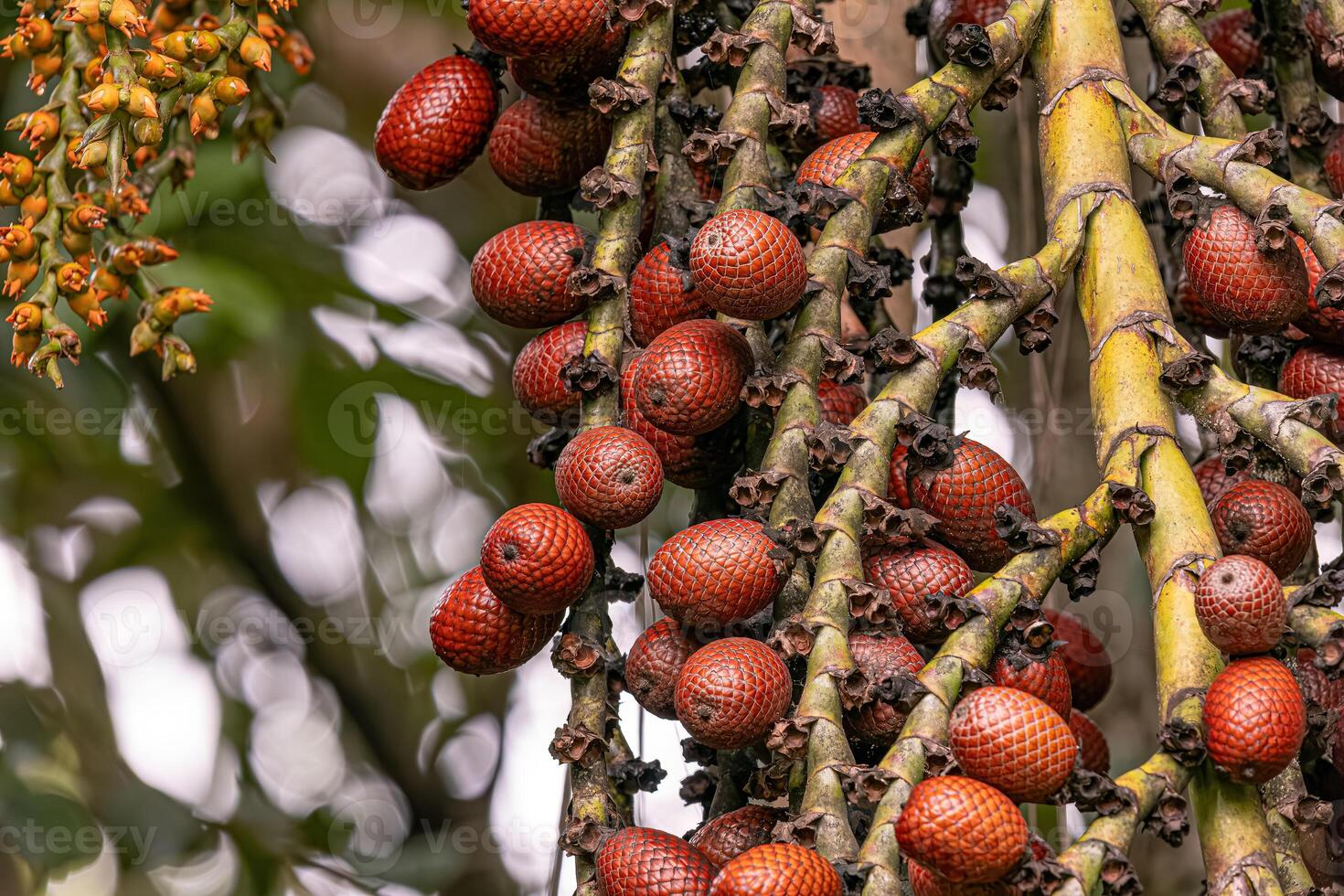 frutas de el buriti palma árbol foto