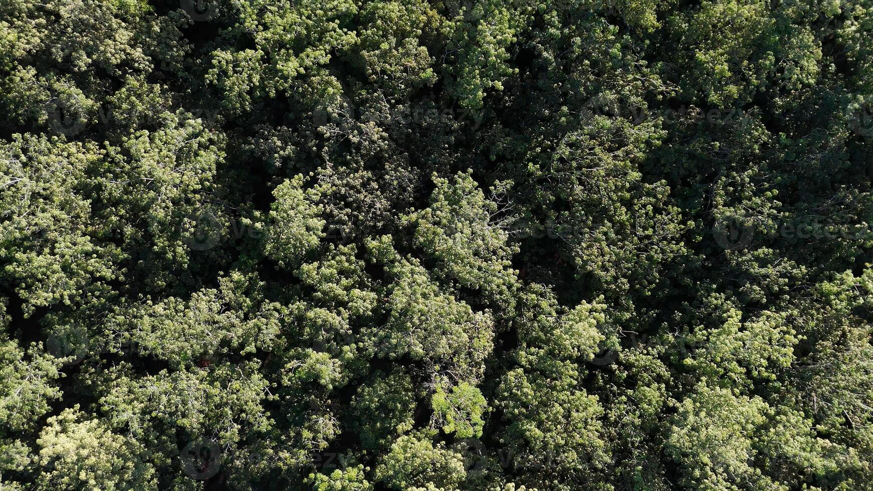 rubber tree forest for latex extraction photo