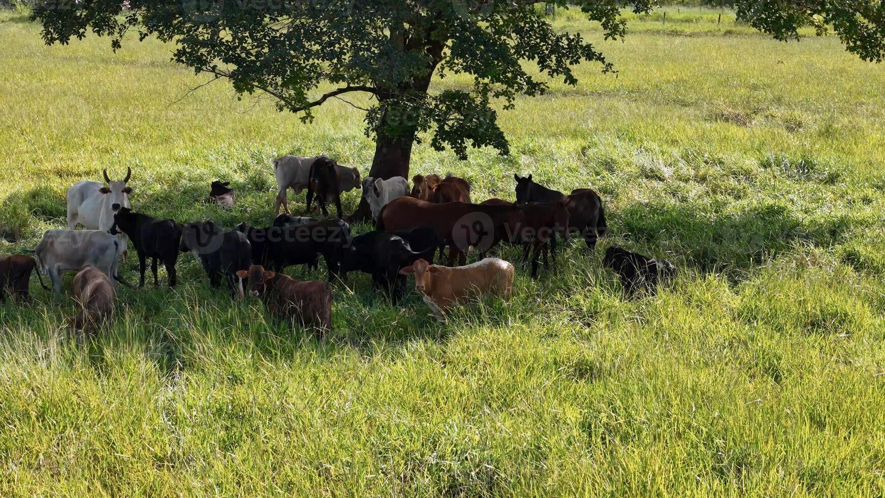 cows and horses in a field taking refuge from the afternoon sun in the shade of a tree photo