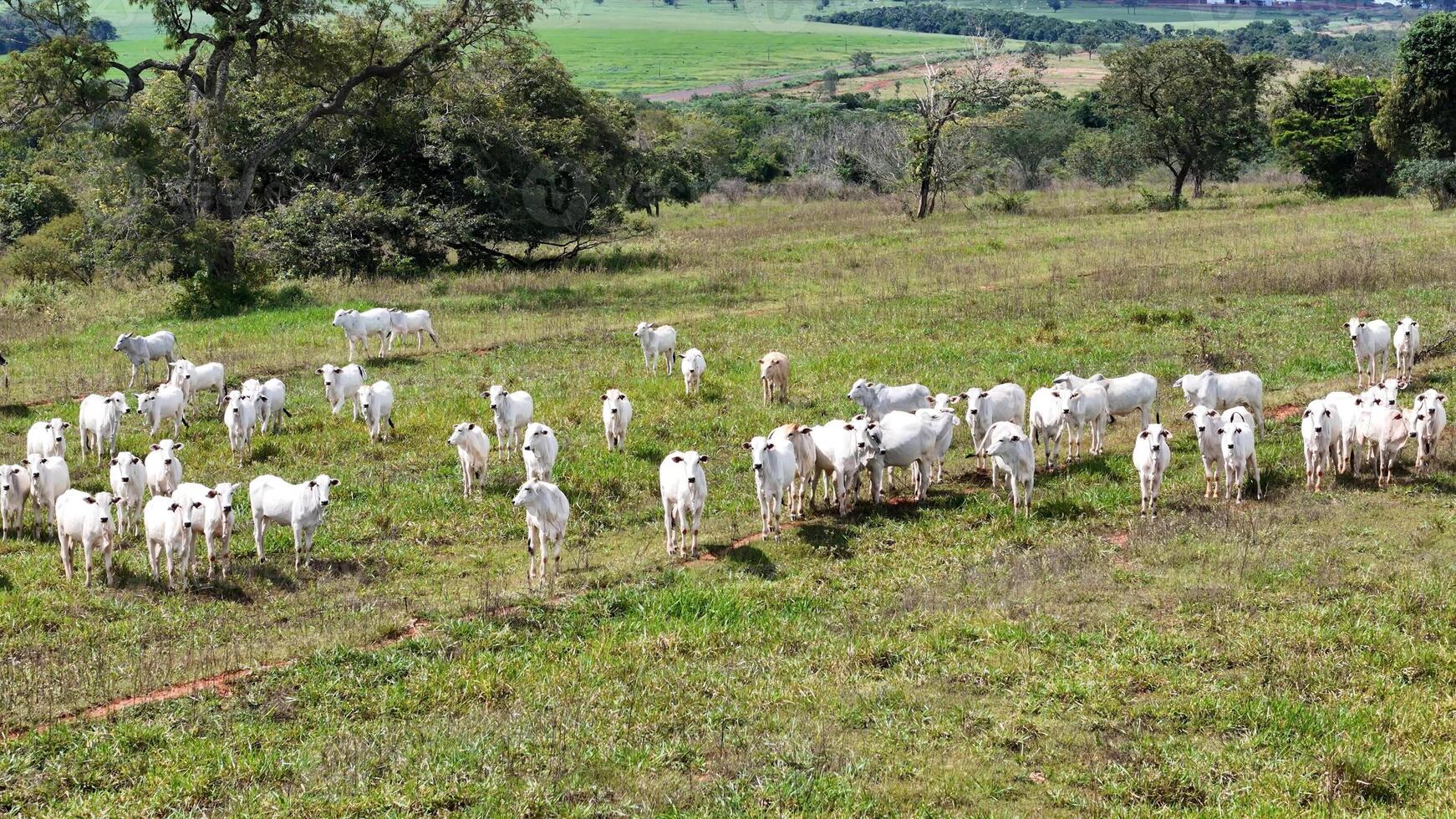 field pasture area with white cows grazing photo