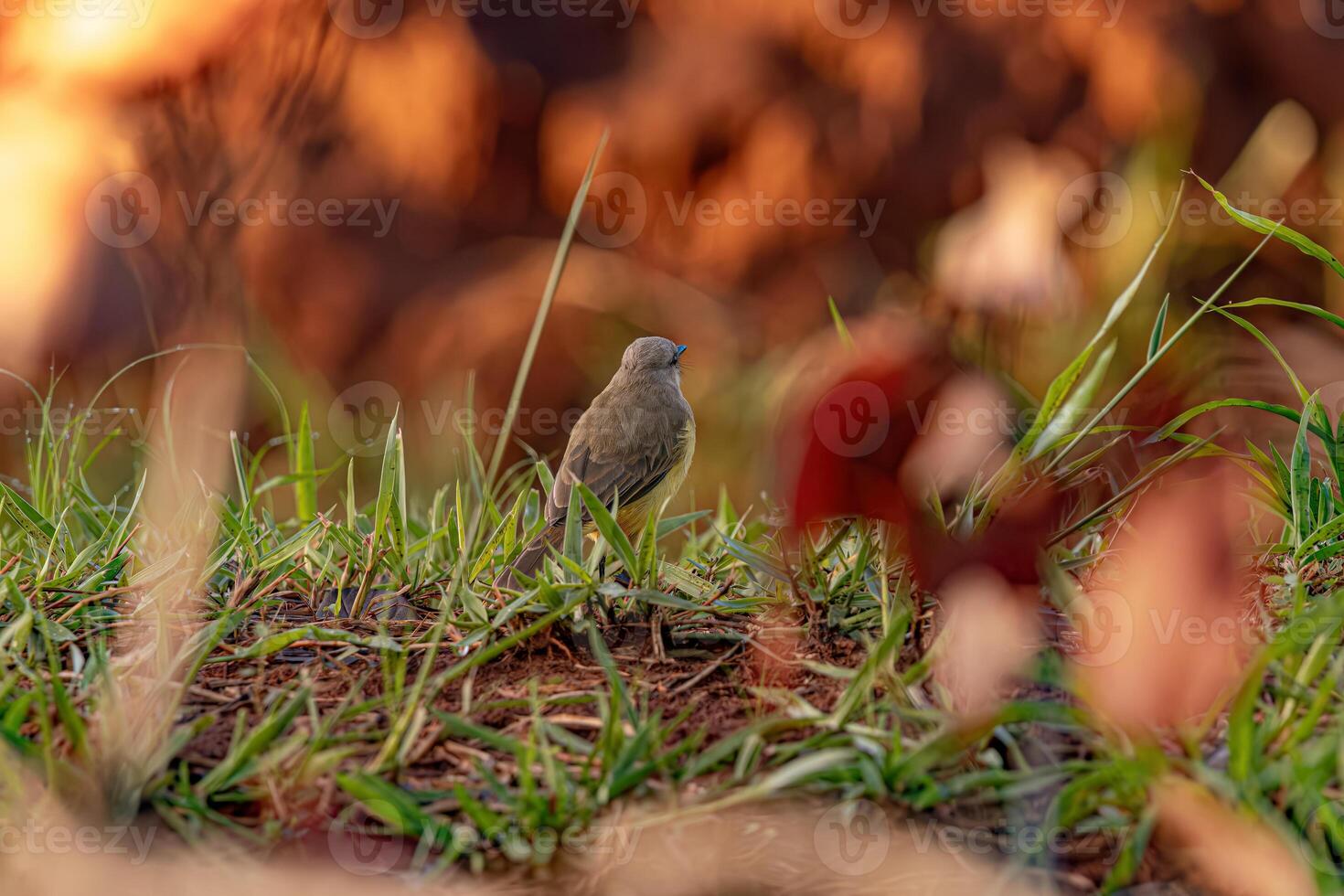 Adult Cattle Tyrant Bird photo