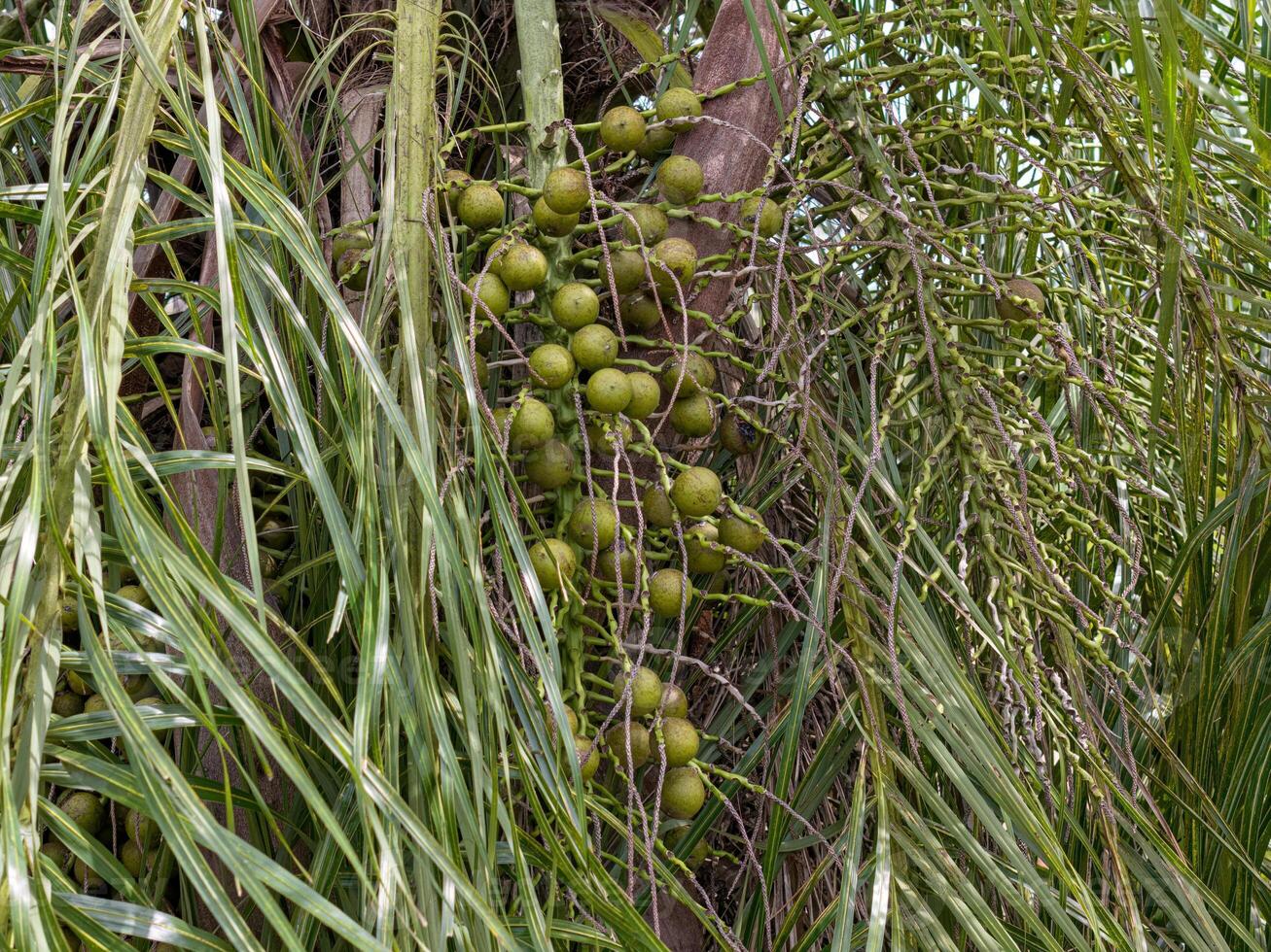 Macaw Palm Fruits photo