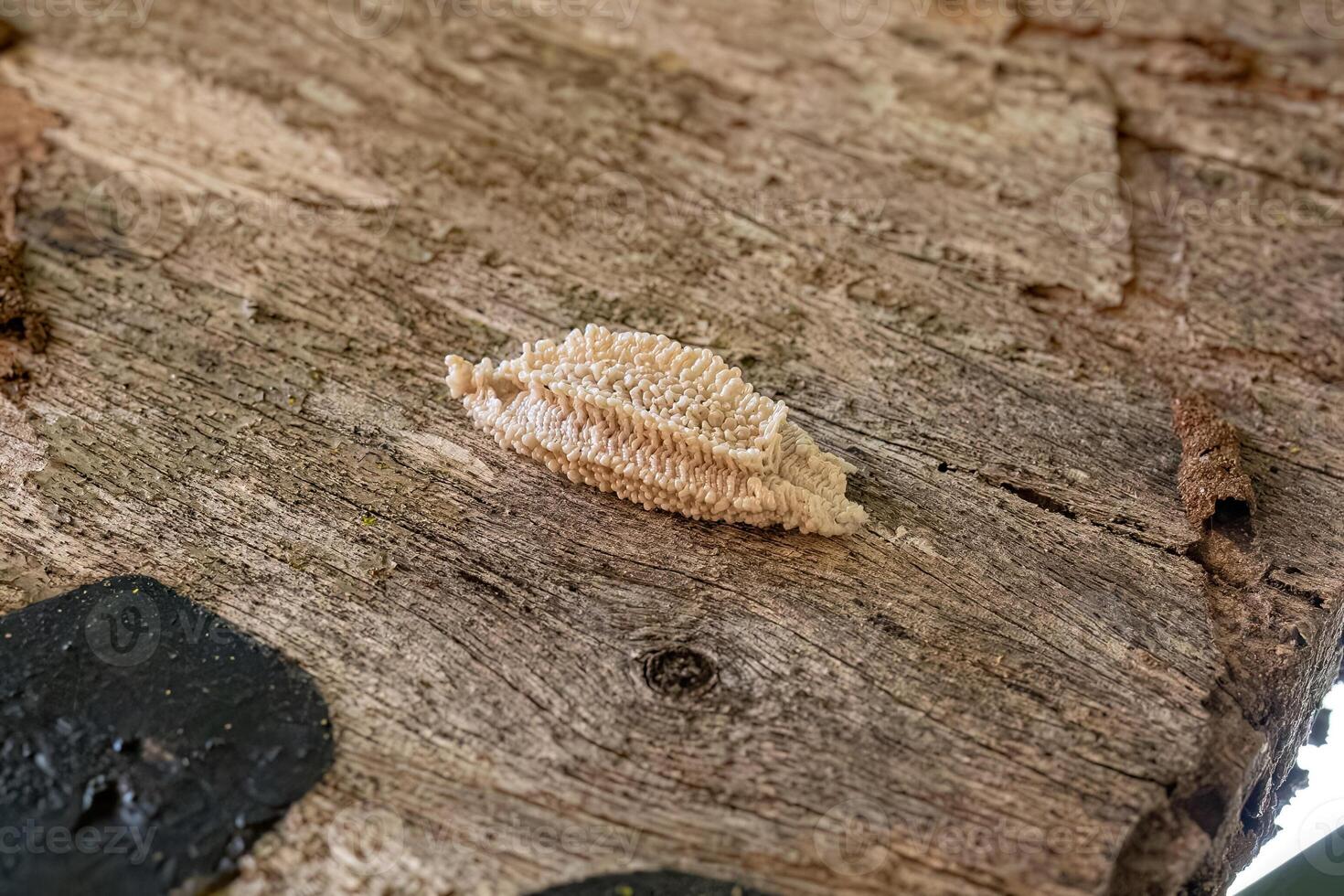 Small Planthopper Eggs photo