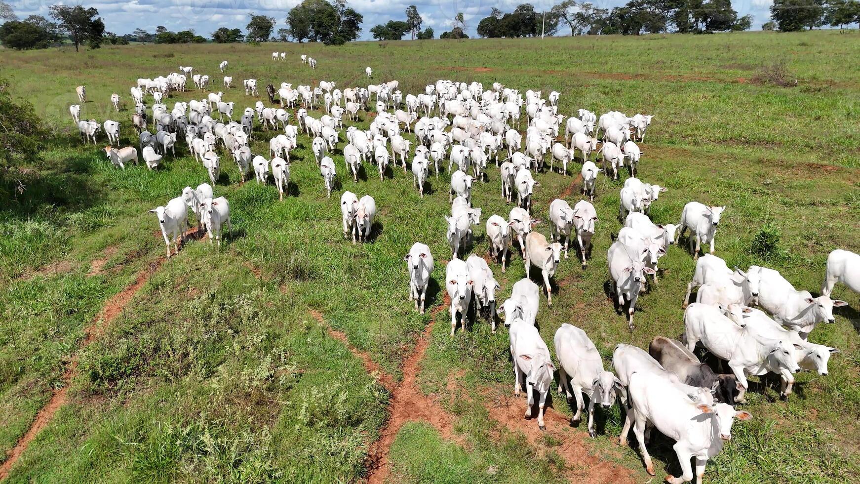 field pasture area with white cows grazing photo