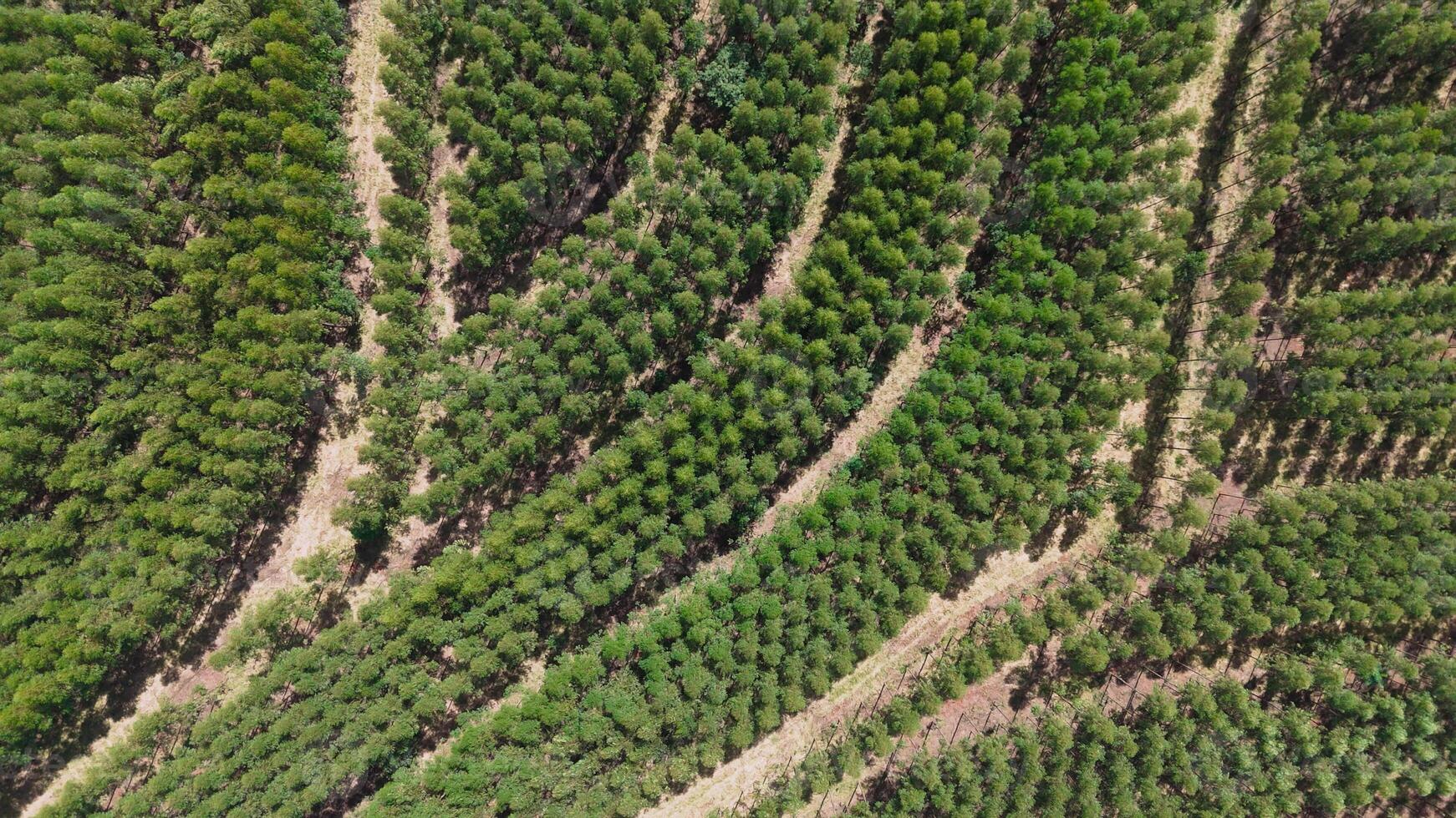 cultivation of eucalyptus trees photo