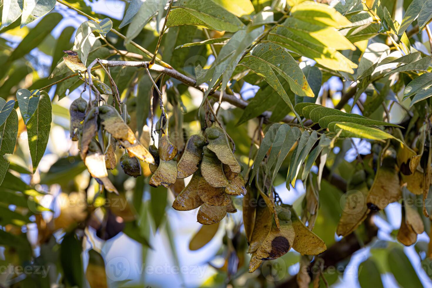 Machaeriums Plant Seeds photo