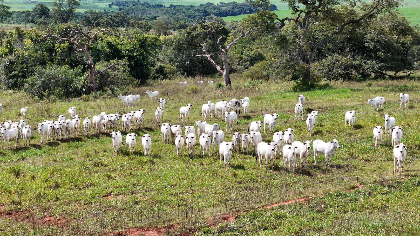 field pasture area with white cows grazing photo