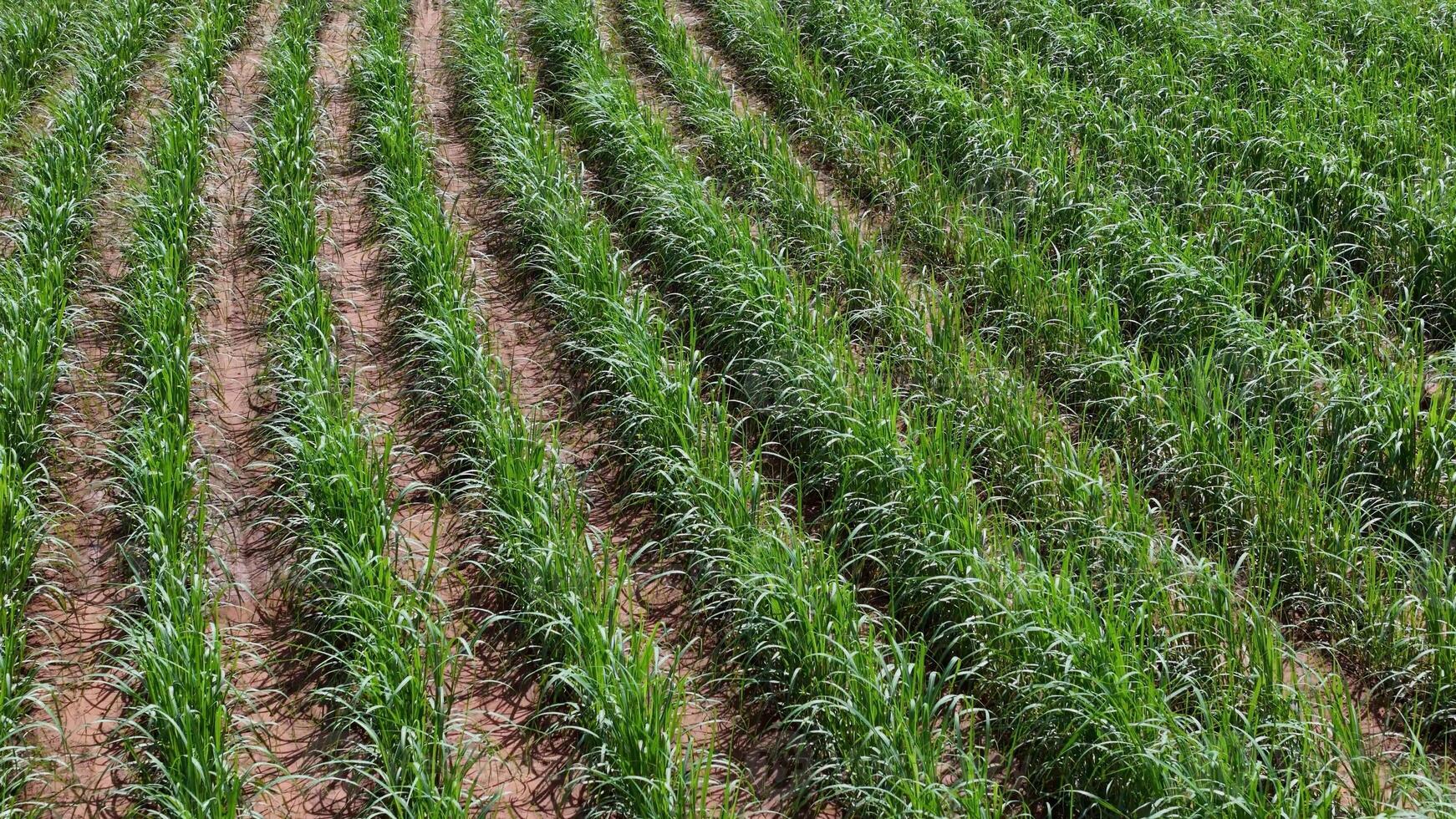 campo azúcar caña cultivo foto