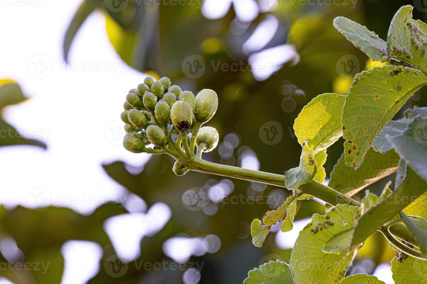 Pekea Nut Flower photo