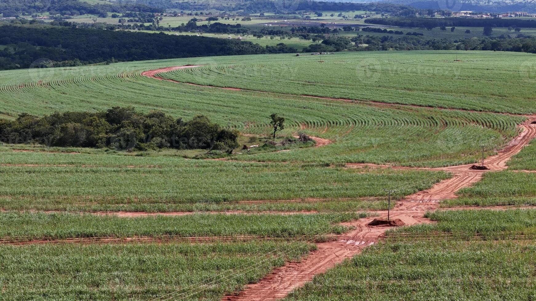 field sugar cane cultivation photo