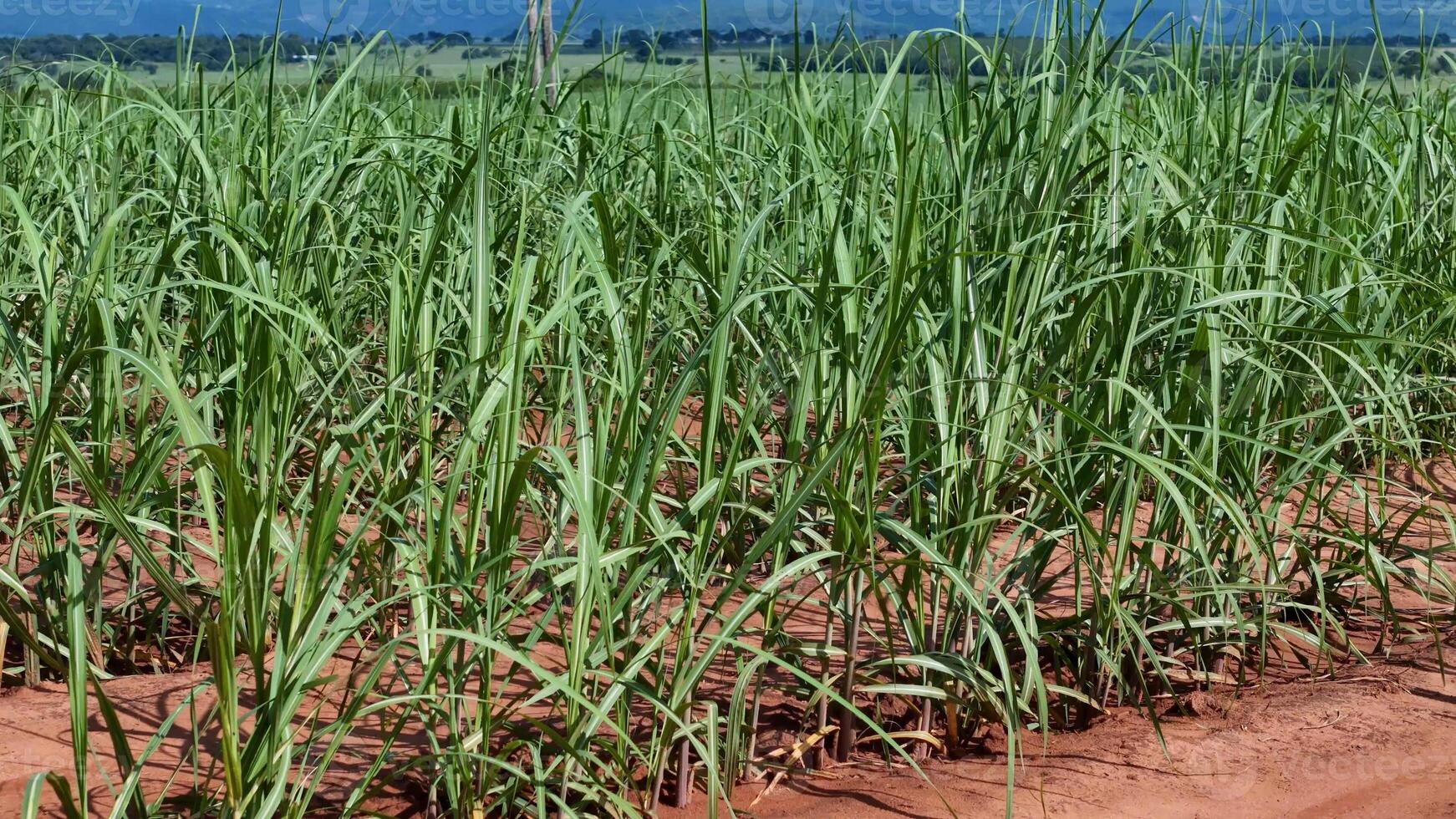 campo azúcar caña cultivo foto