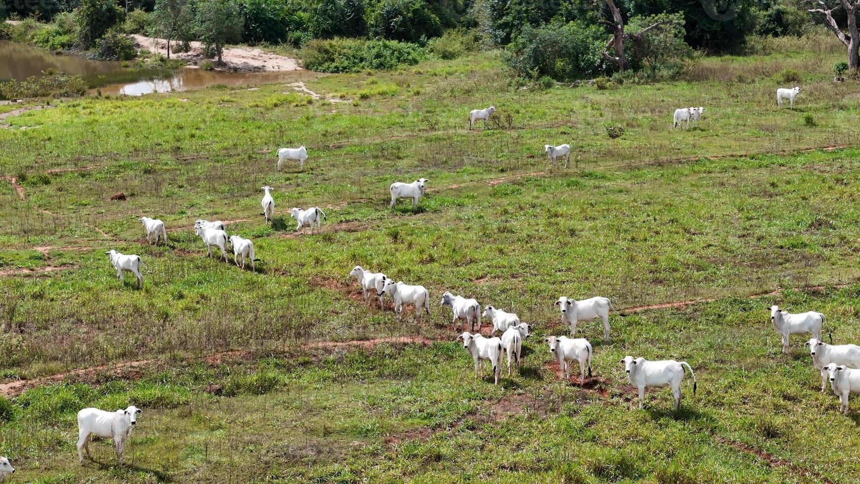 campo pasto zona con blanco vacas pasto foto