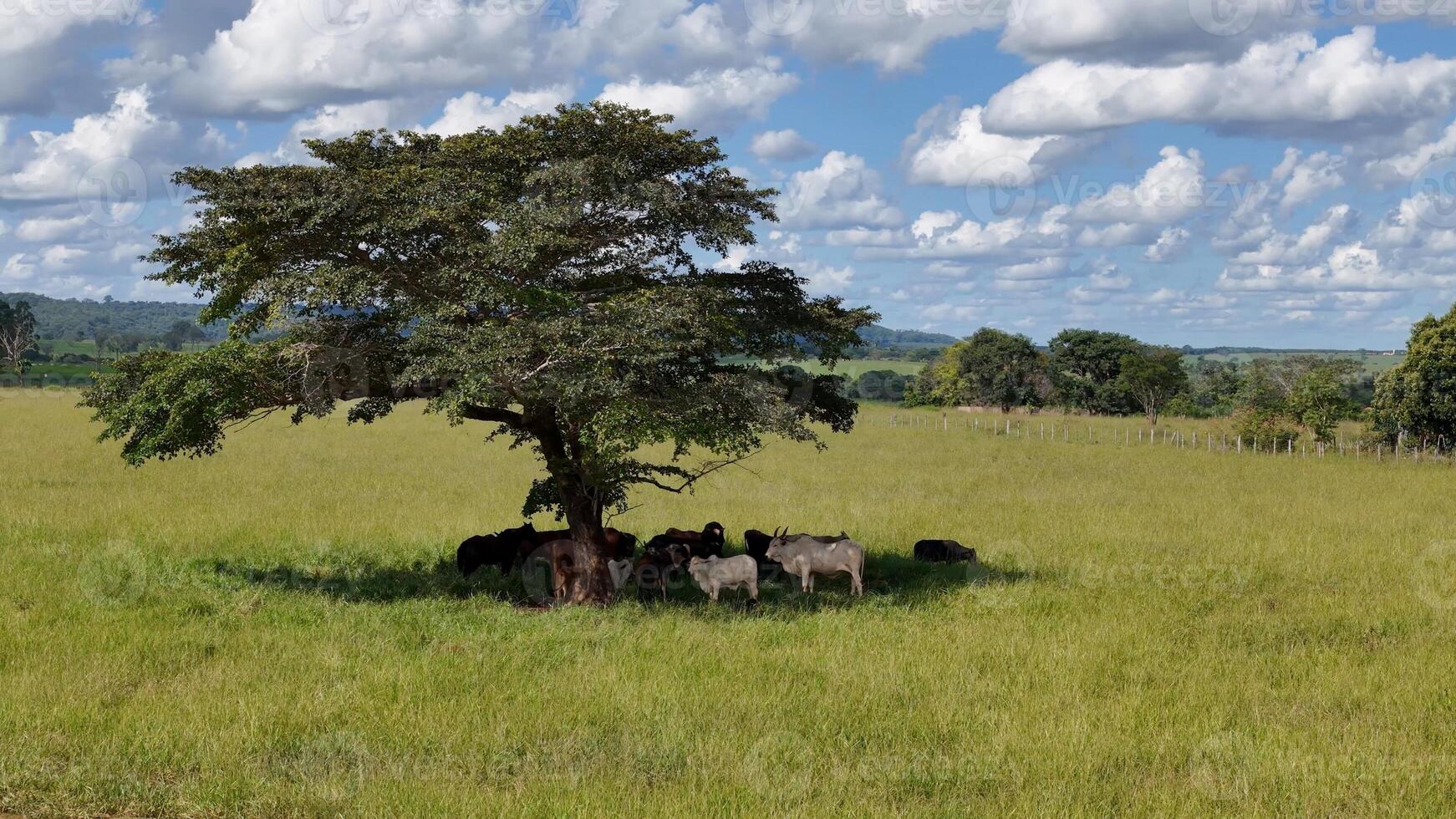 vacas y caballos en un campo tomando refugio desde el tarde Dom en el sombra de un árbol foto