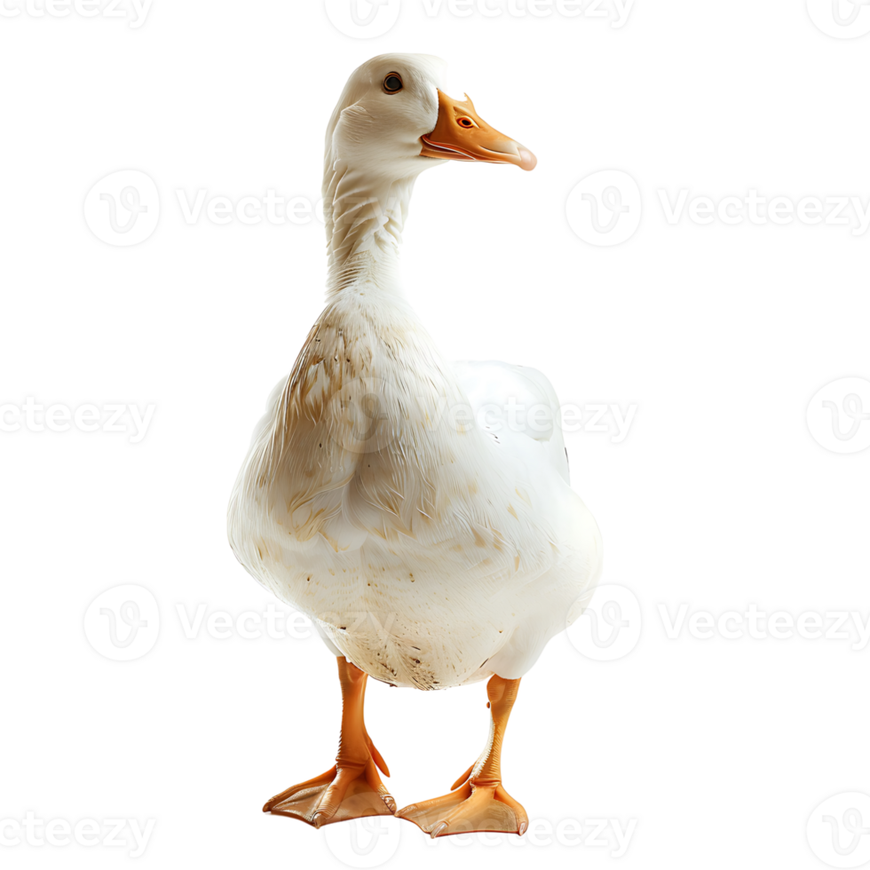 White pekin duck on isolated transparent background png