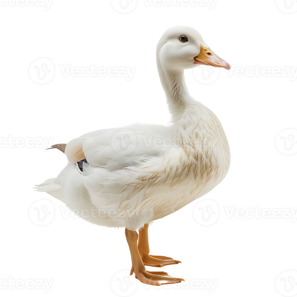 White pekin duck on isolated transparent background png