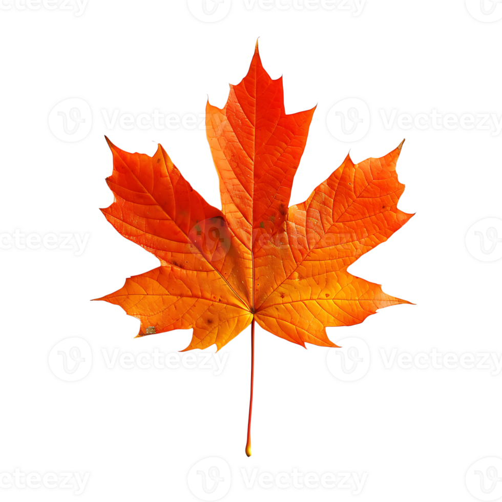 Maple leaf on isolated transparent background png