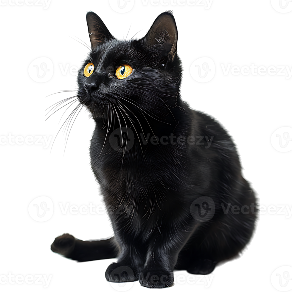 Black cat on isolated transparent background png