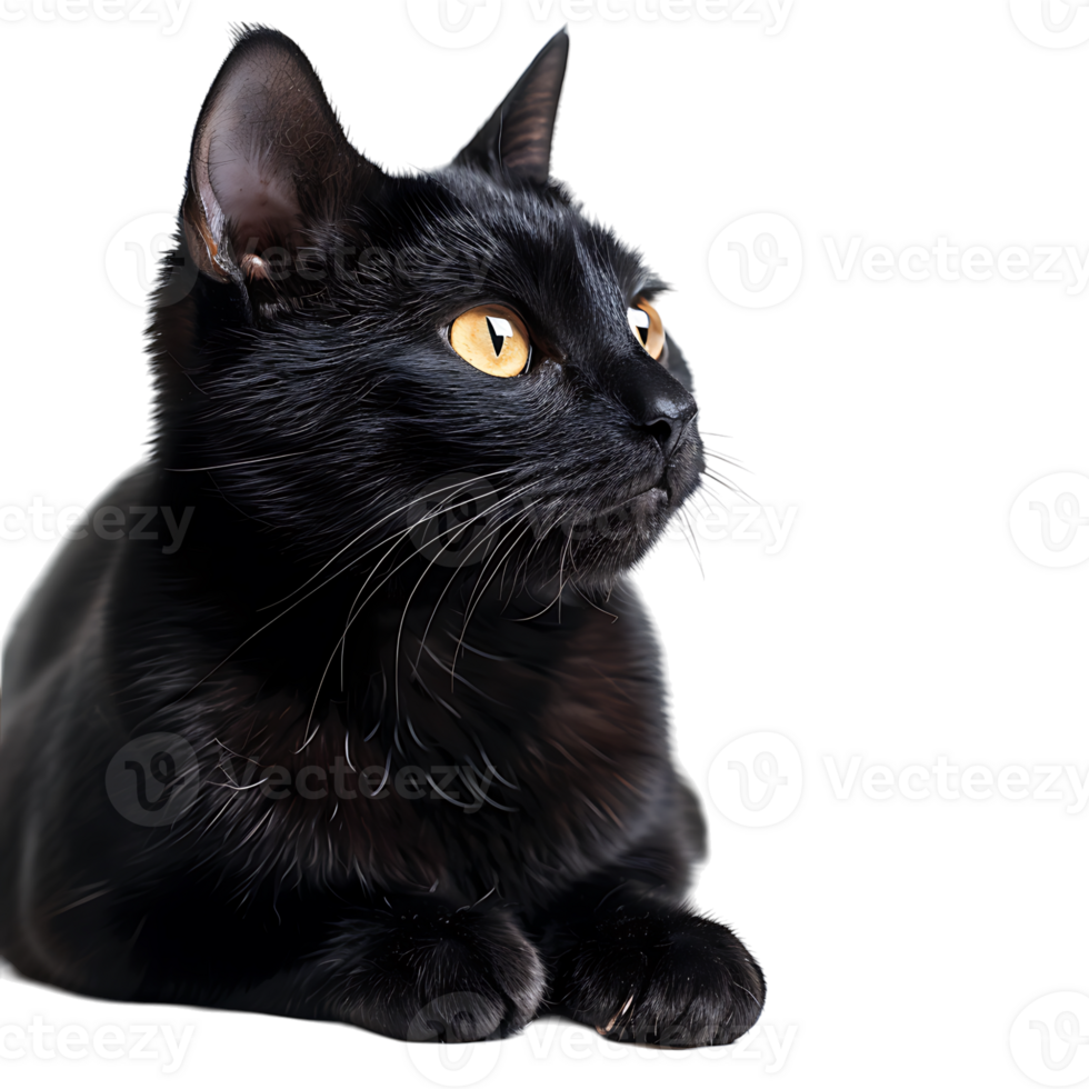 Black cat on isolated transparent background png