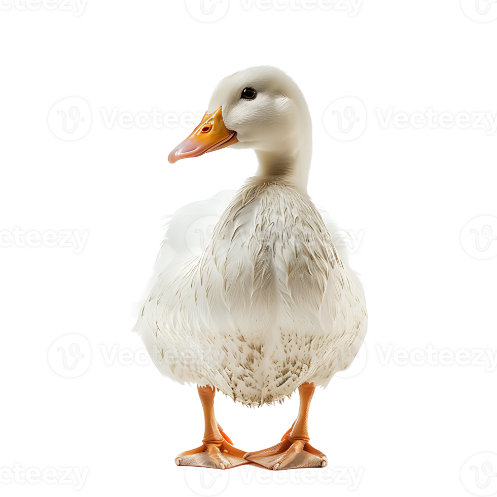 White pekin duck on isolated transparent background png