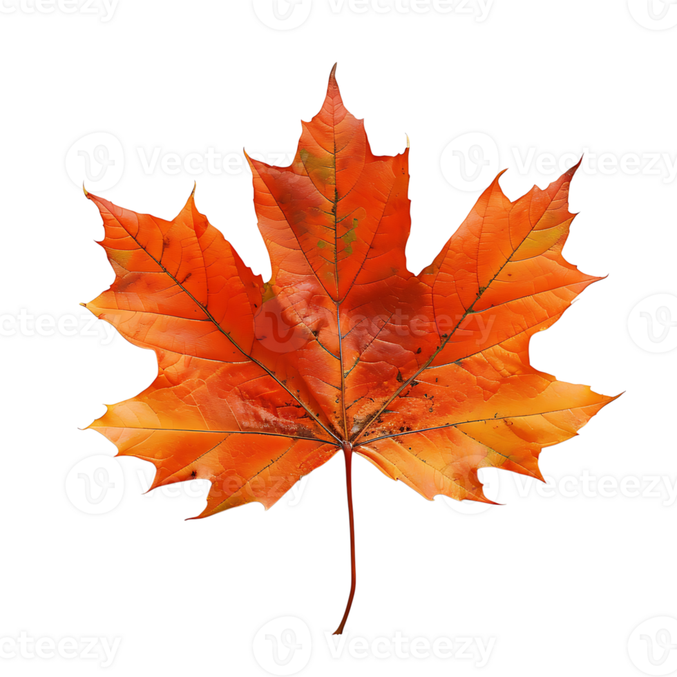 Maple leaf on isolated transparent background png