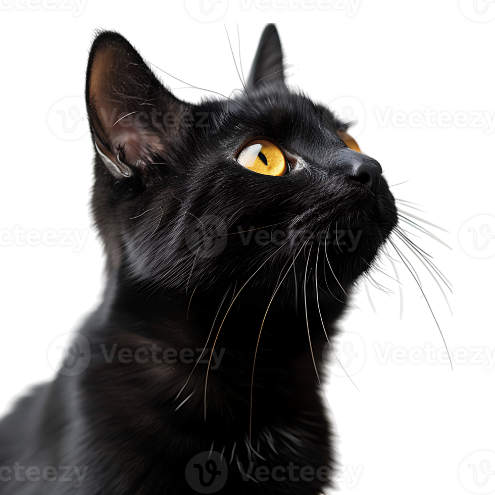 Black cat on isolated transparent background png